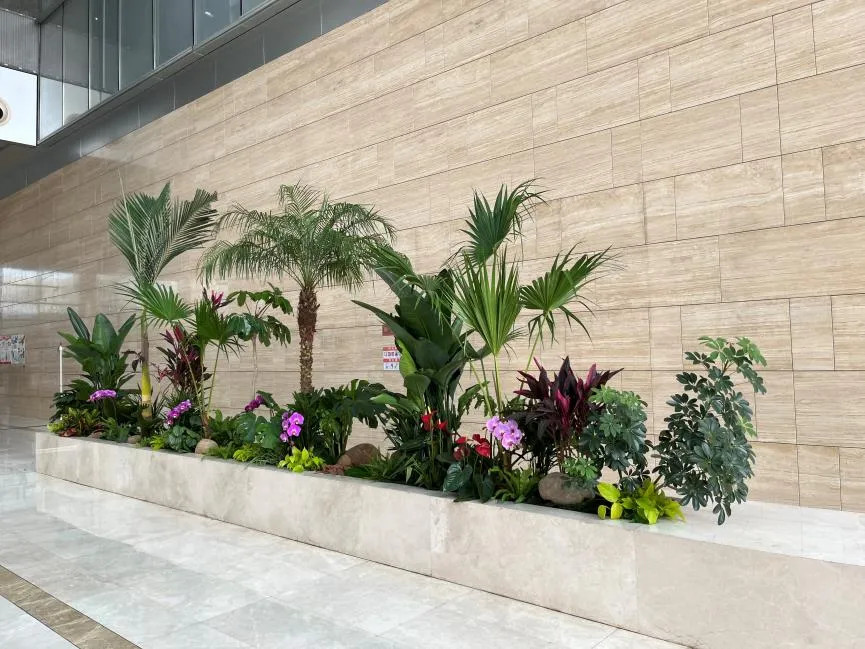 宁波海曙绿植出租，为你的空间增添一抹清新绿意